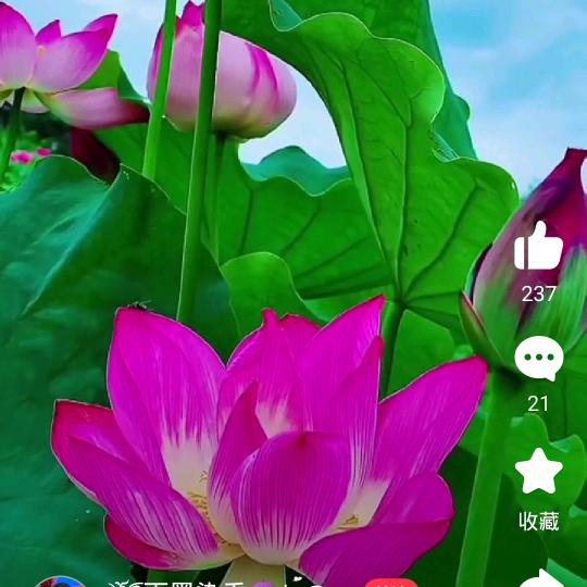 沉默的心。