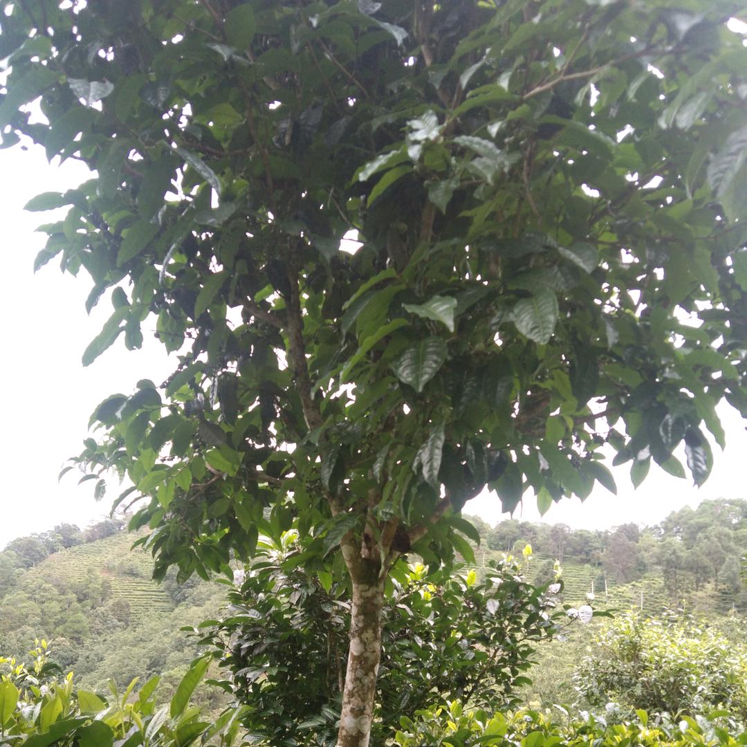 茗薇茶业