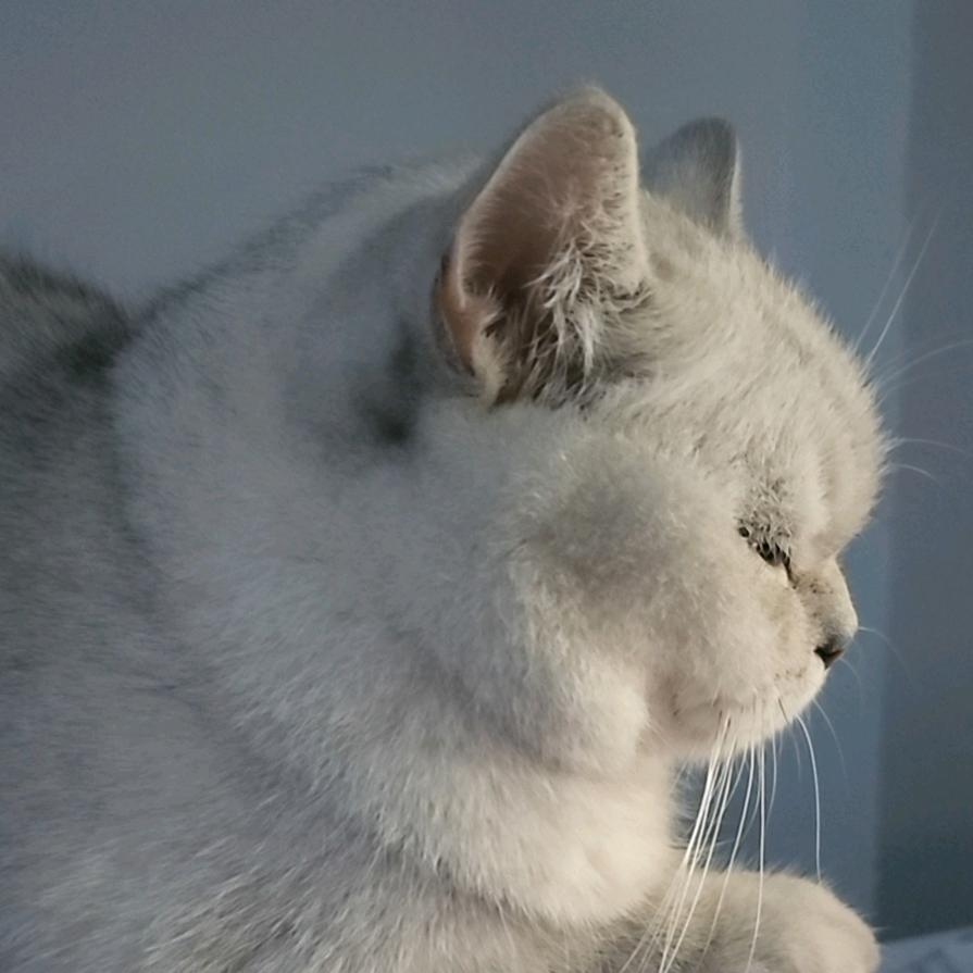 宠多佳宠物用品旗舰店