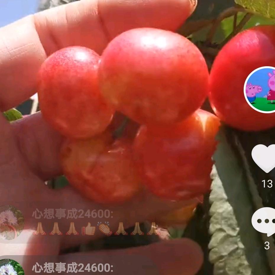 樱桃姐
