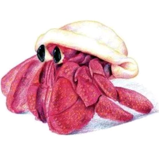 王小姐的寄居蟹