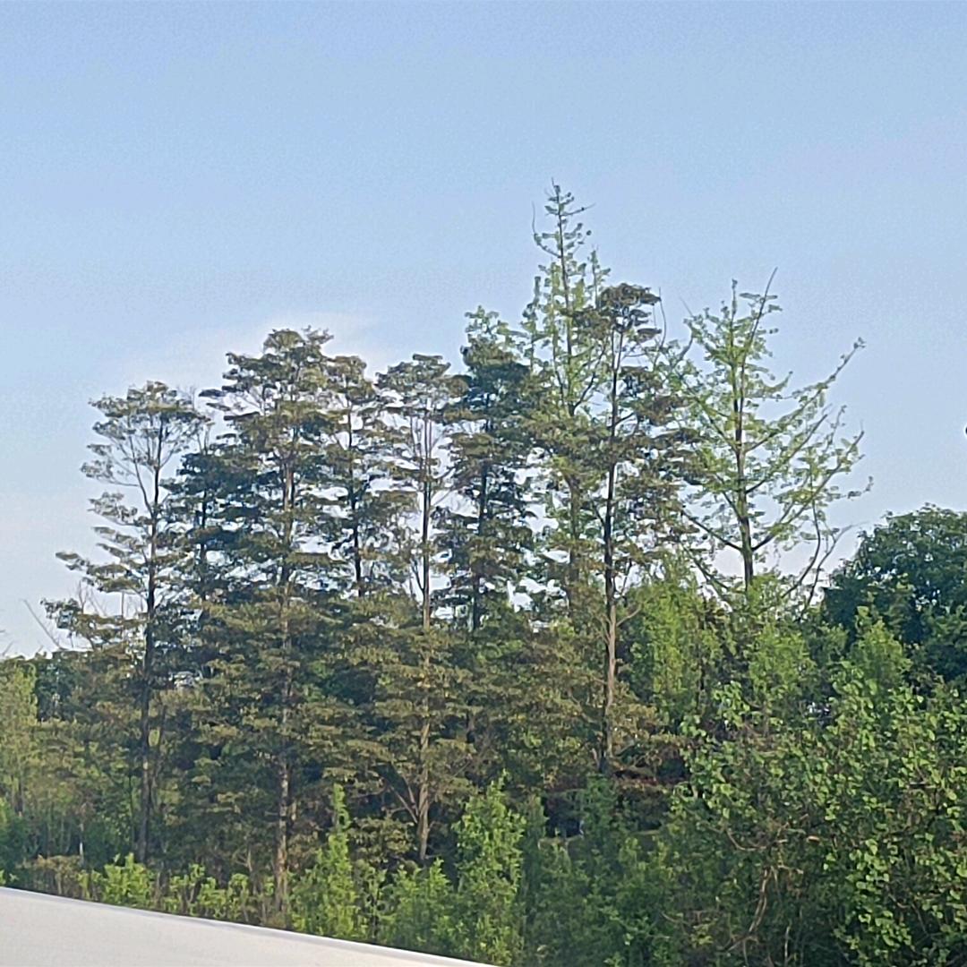 MT–酱香大安
