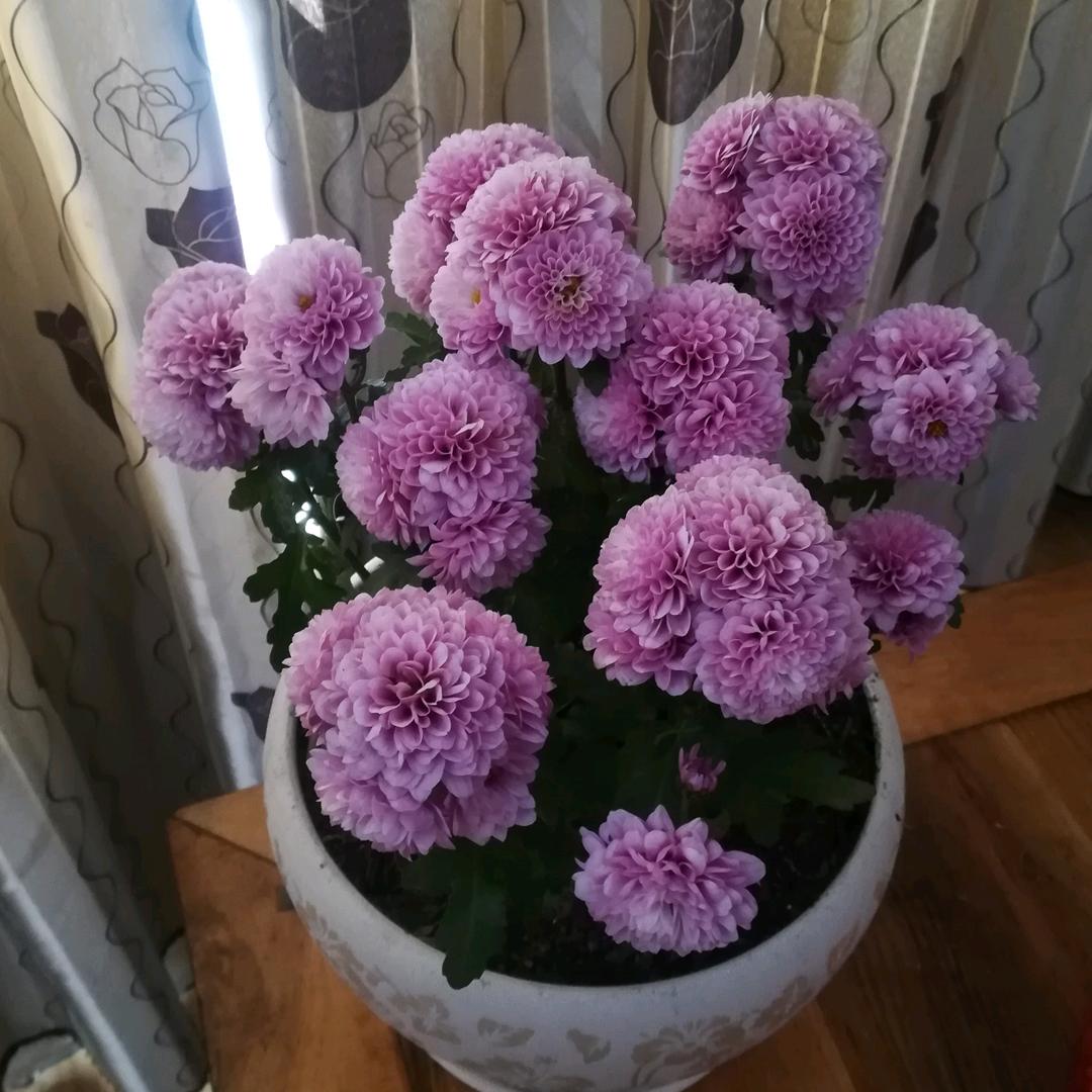 🌹