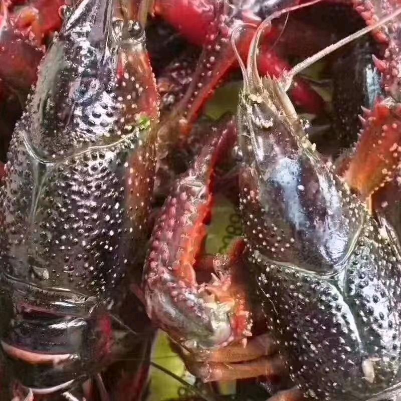 醉巴适 海鲜大排档