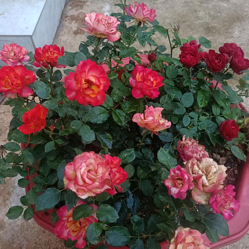 芳草