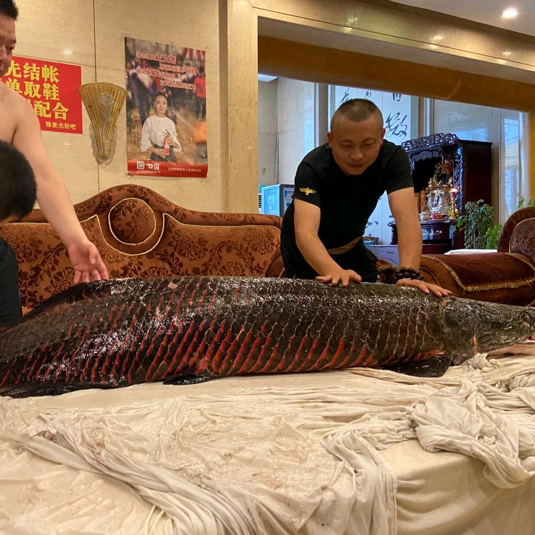 来去自由