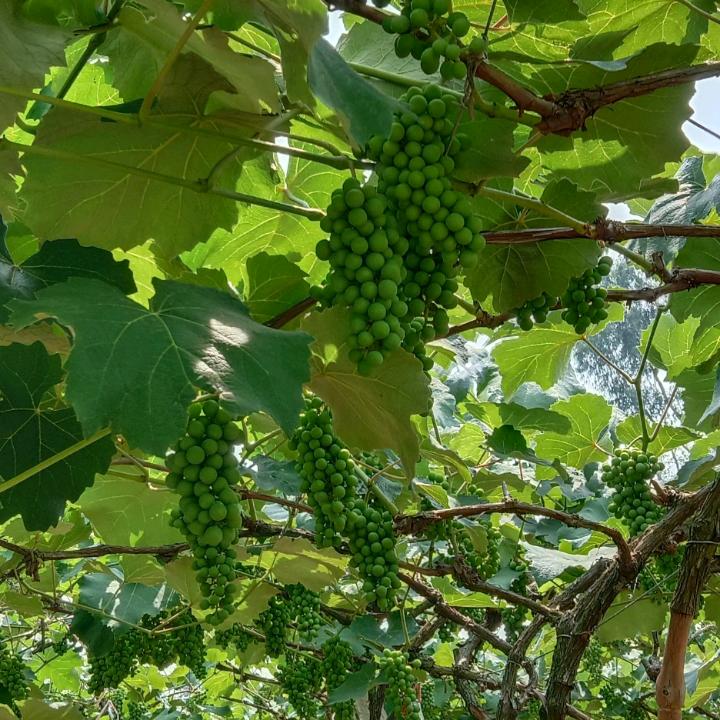 小陈收售废变为宝