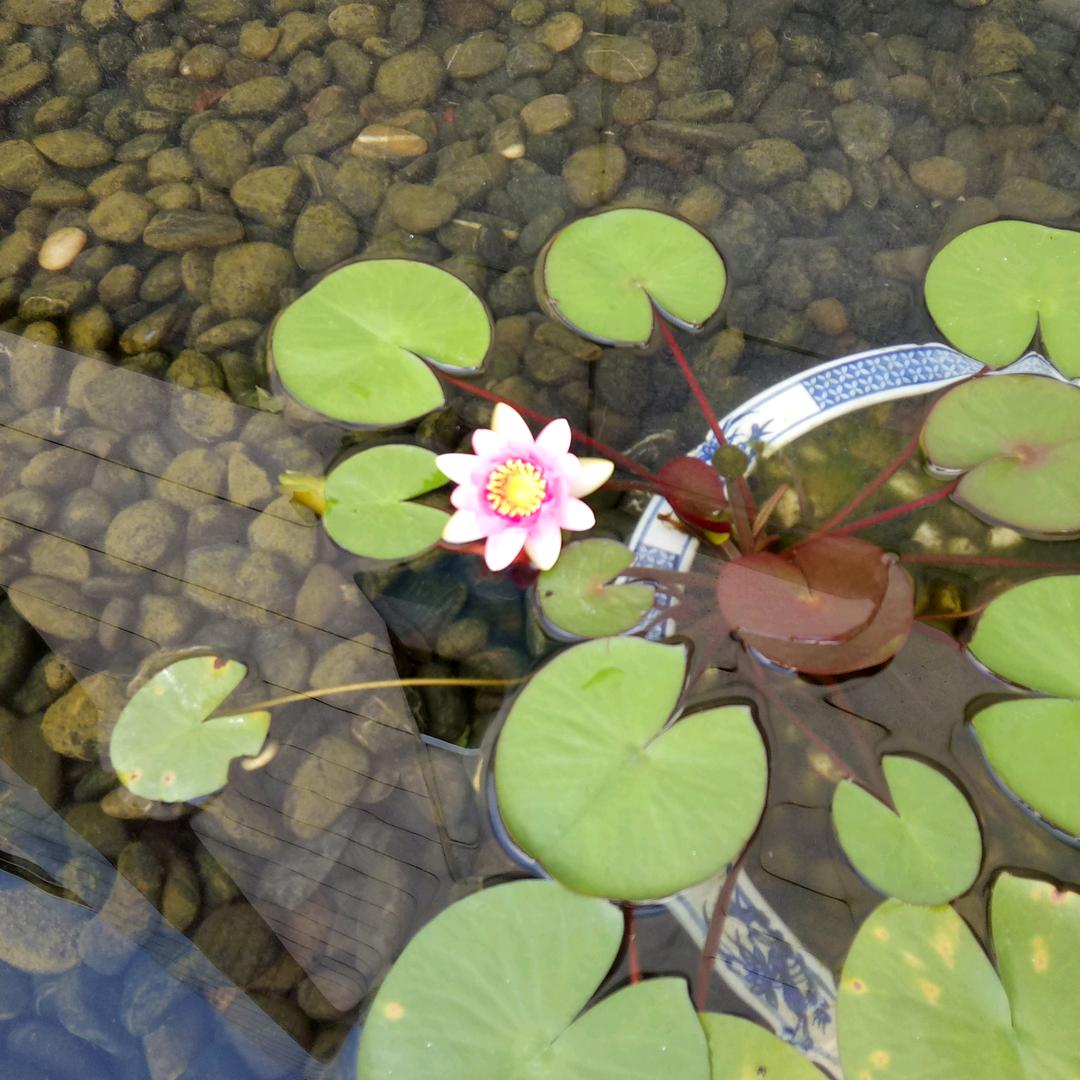 ༺༃随༒心༃༻