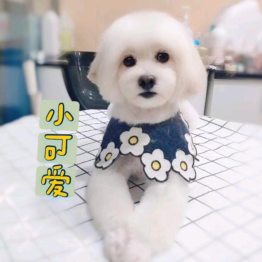 小可爱（萌宠达人）