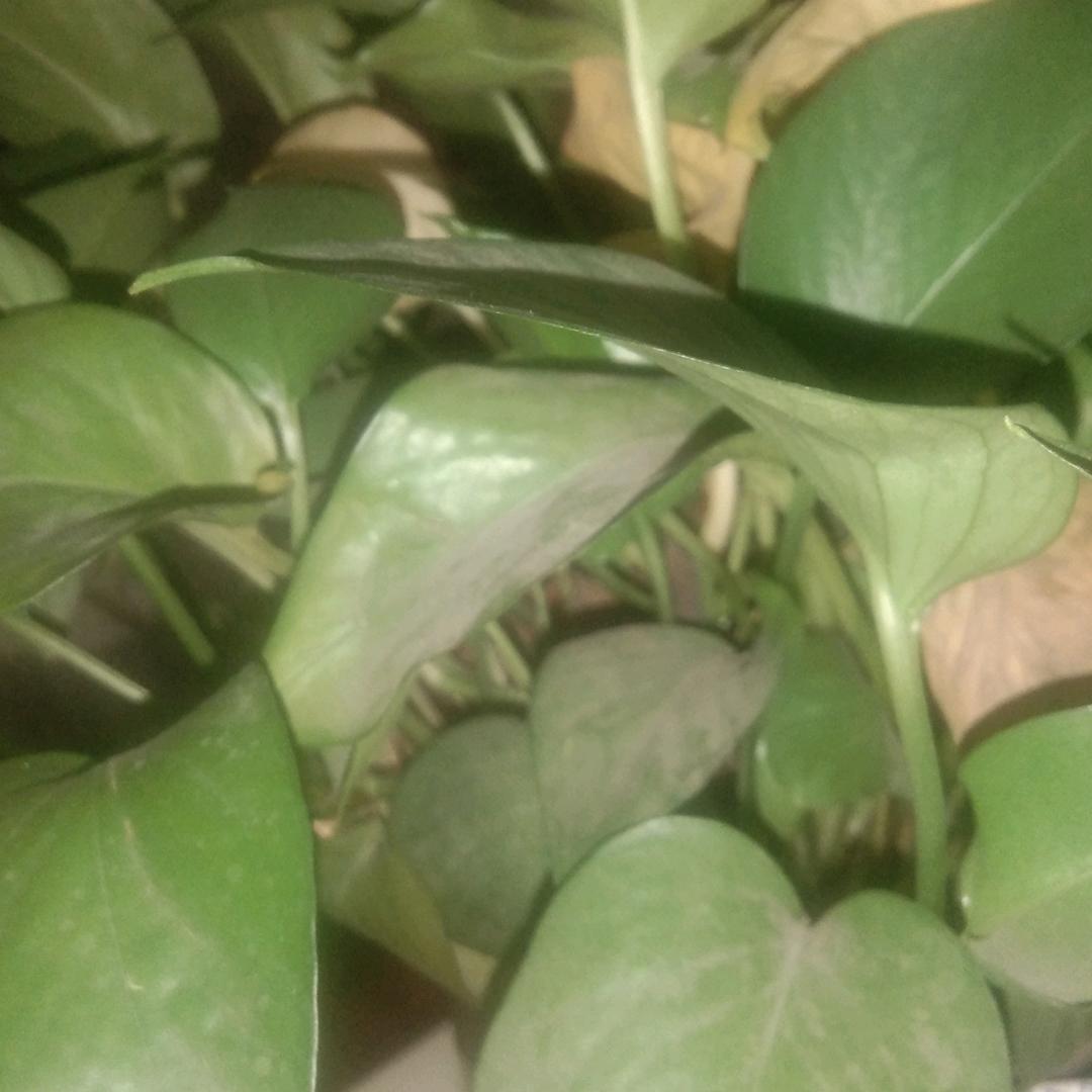 用户3672238924047顺期自然