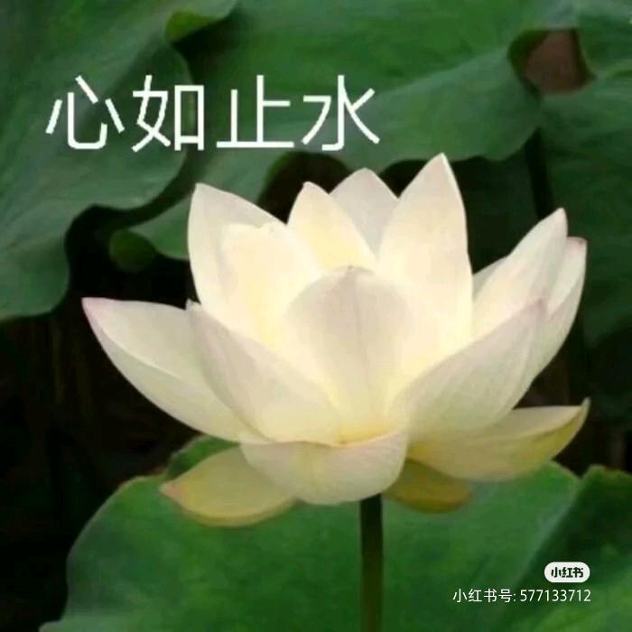 心如止水。.彭小玉