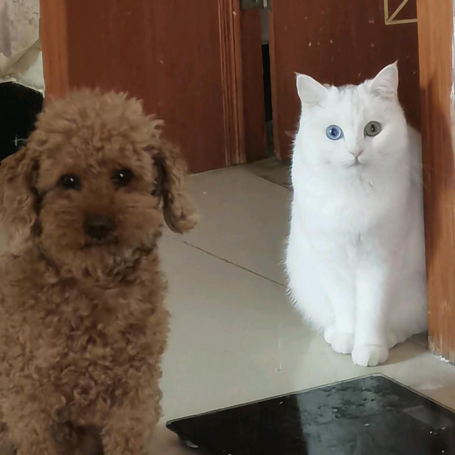 广安–梦梦の宝藏店铺石头