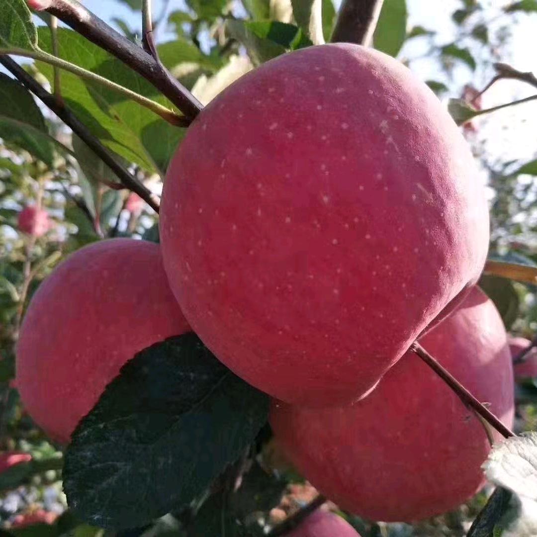 红苹果