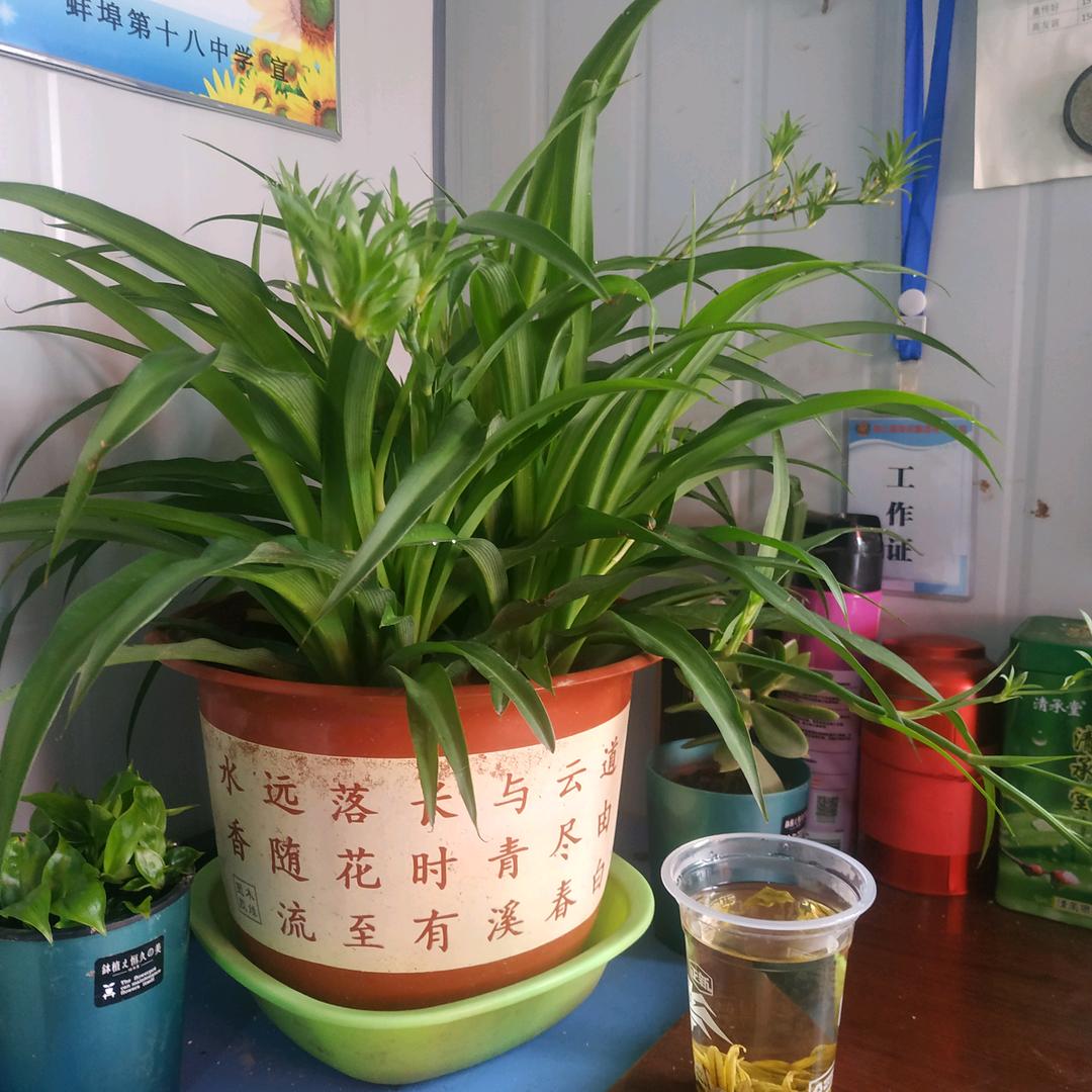 落叶不一定归根（金寨，油坊店）