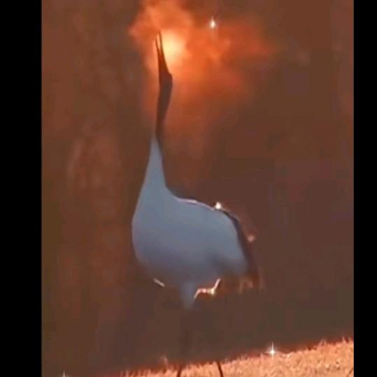 🕊️自由飞翔🕊️