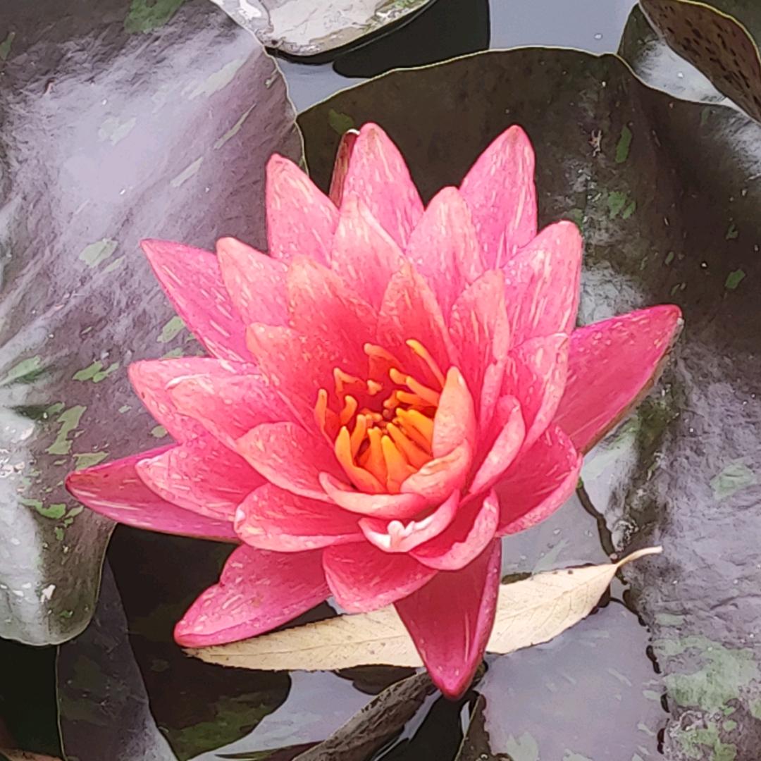 天边的彩霞