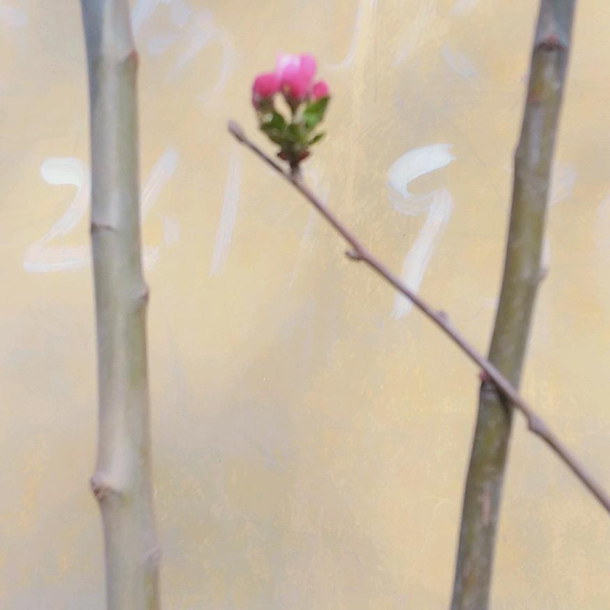 那一抹淡淡的微笑