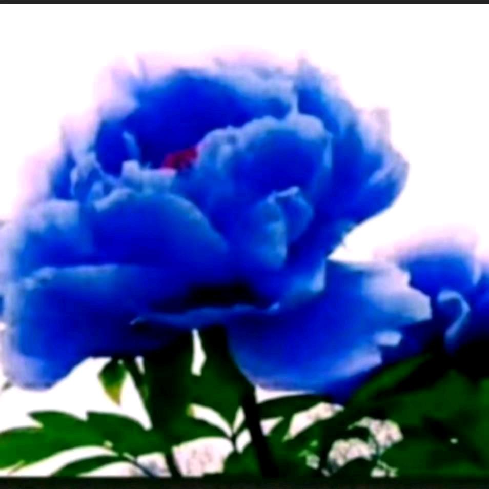 牡丹