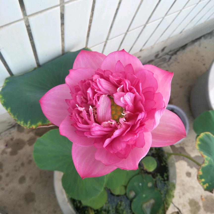 耀世莲花驱灾厄头像