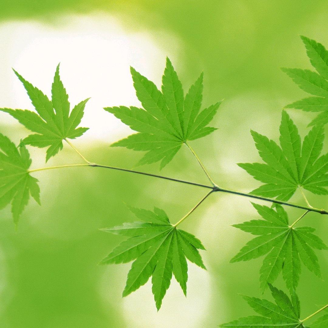 （淡淡的忧伤）