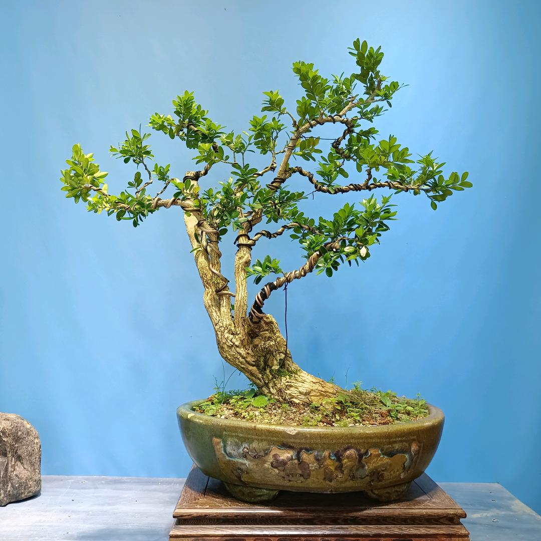 植景园