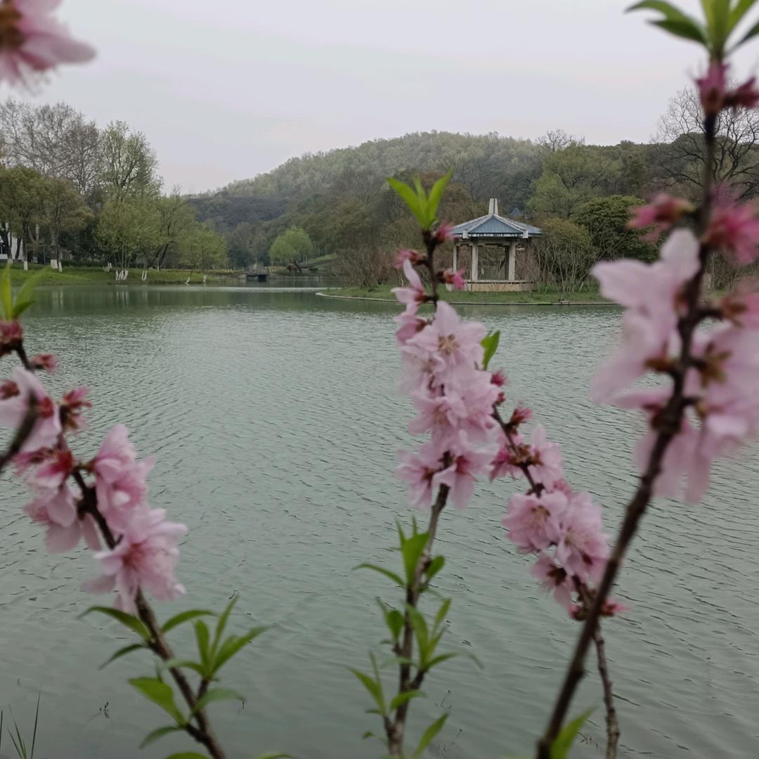 ✿ﾟ莹火虫