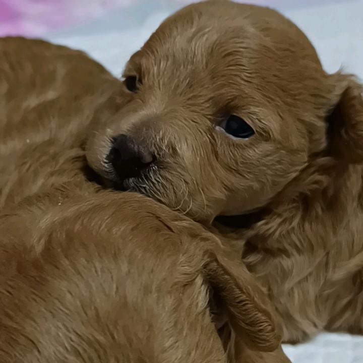 怡格儿☀