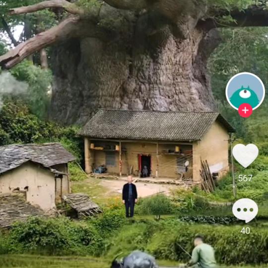 张大政
