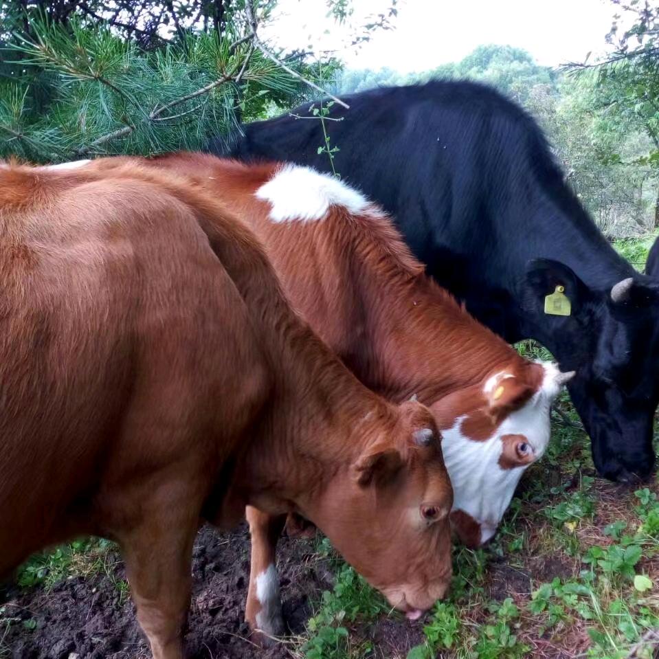 🐮 牛魔王🐂