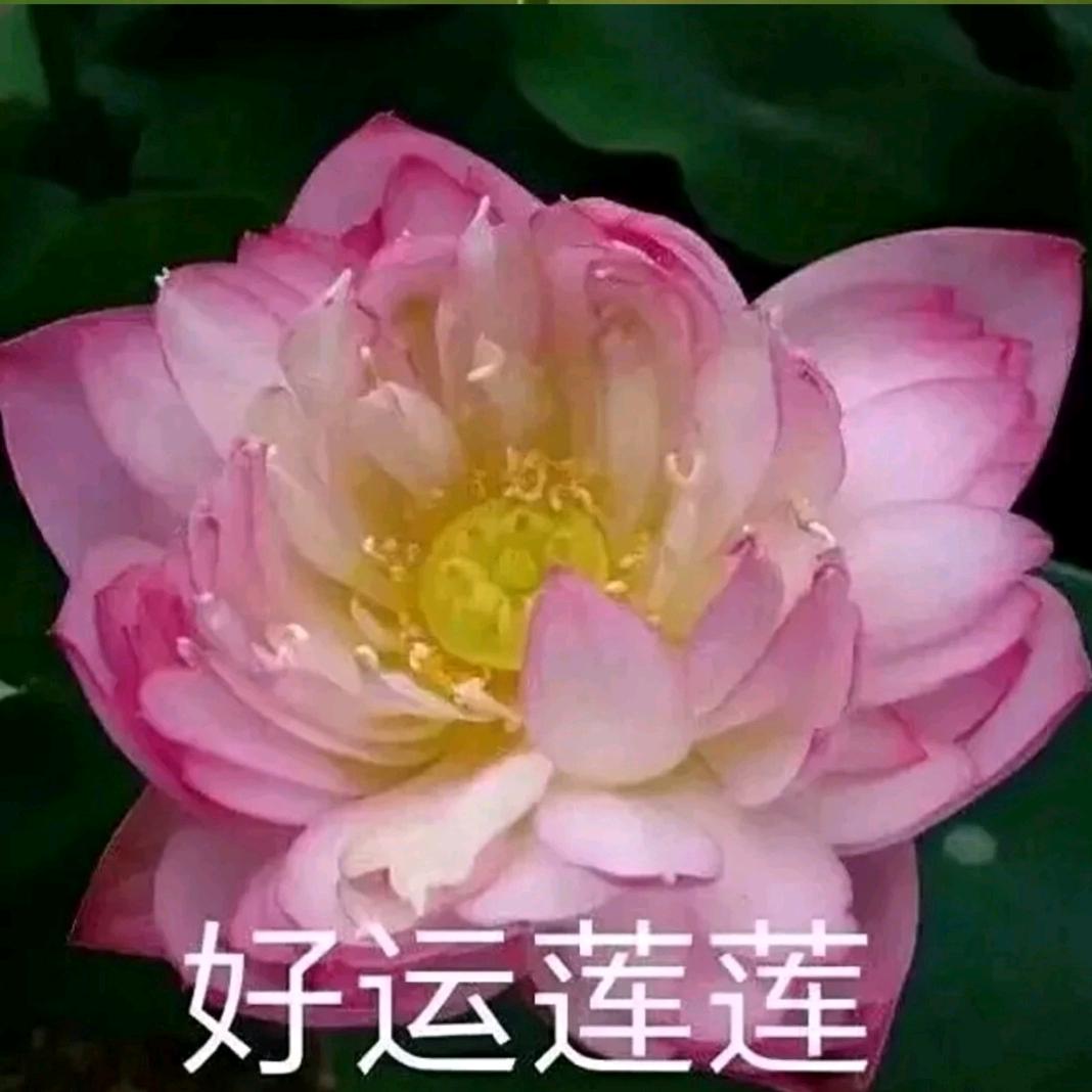 黄燕姐红红