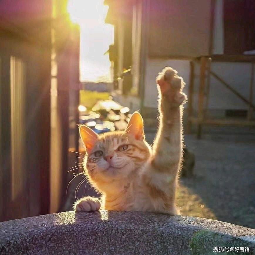 咚木鱼