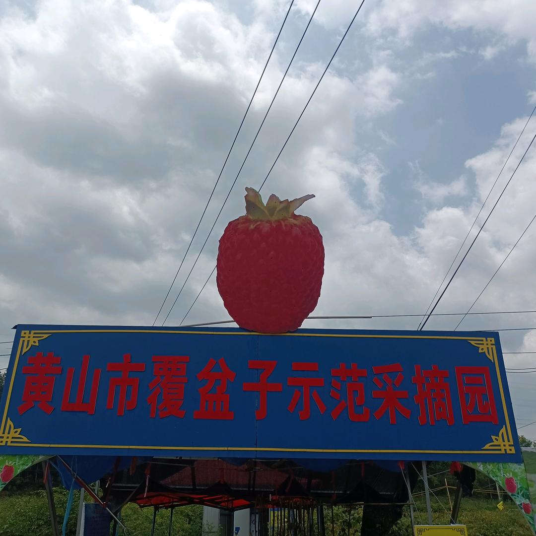 黄山市徽州区神奇果家庭农场