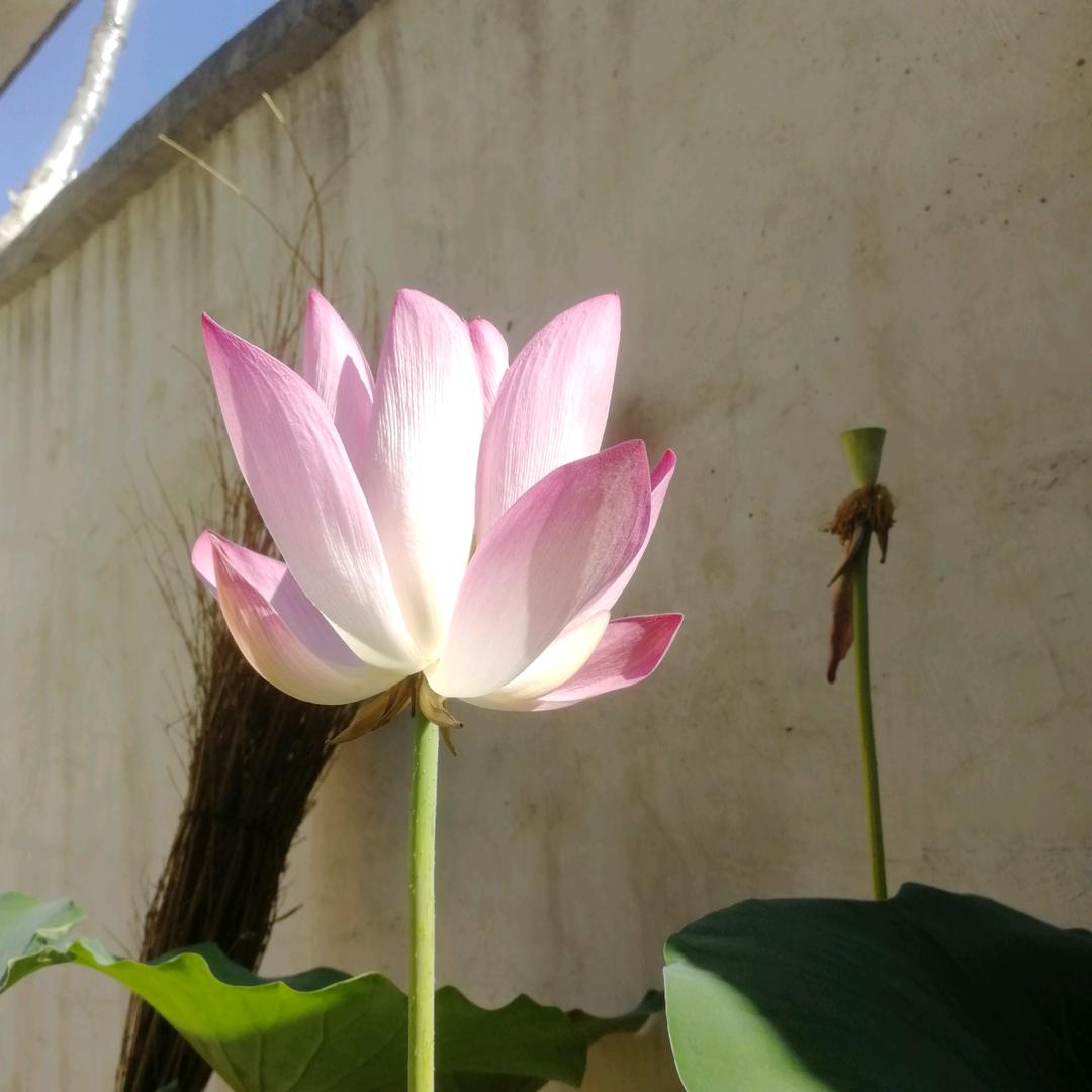 净土庄严