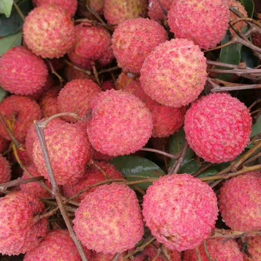 荔枝龙眼采摘园