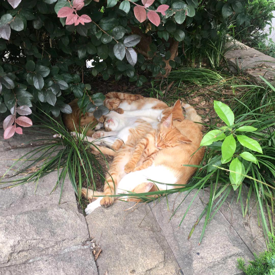 树荫