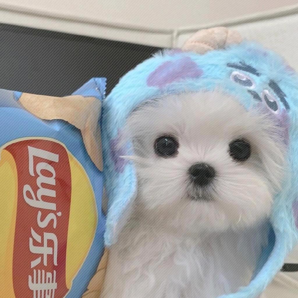 起司乳酸菌