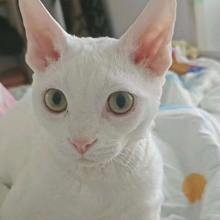 蓝色☘