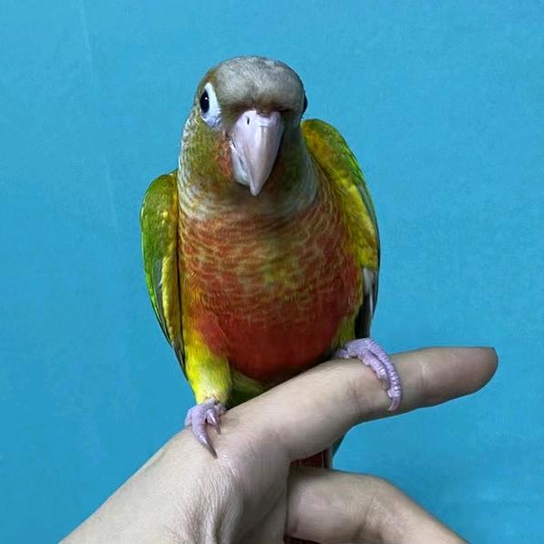 一只球球🦜
