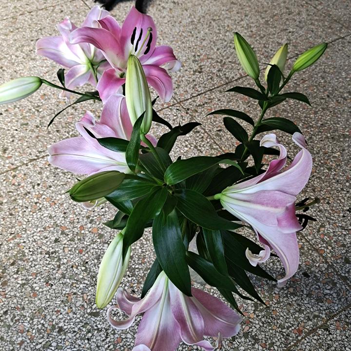 老厨家鸡精味精