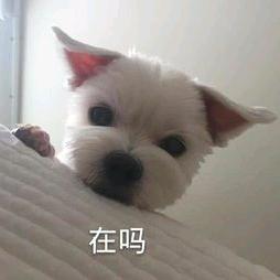 呸