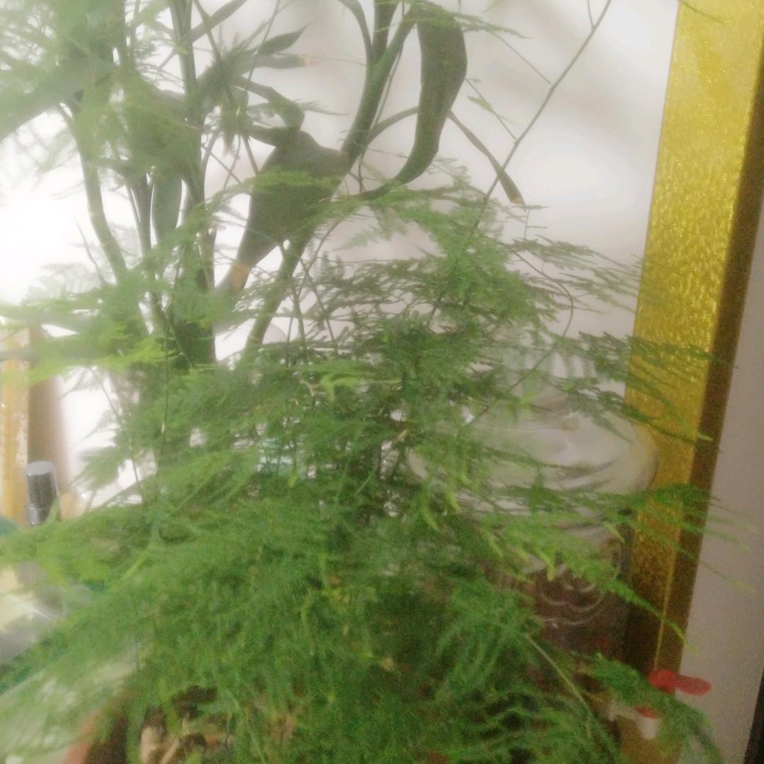 文竹