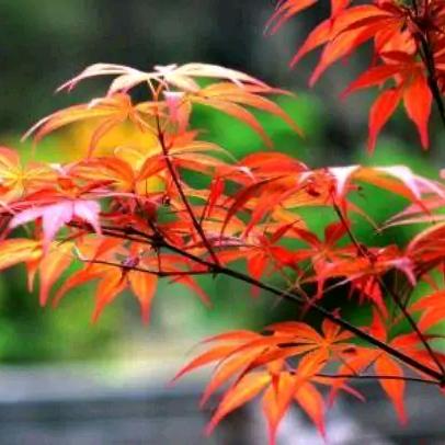 幸福花🌸
