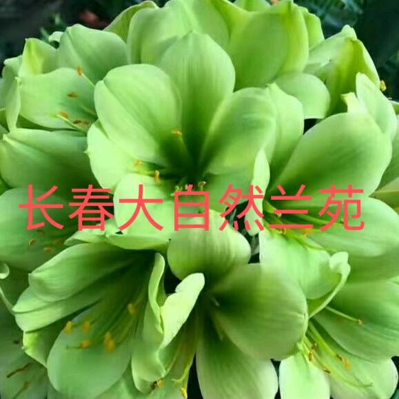 长春大自然兰苑