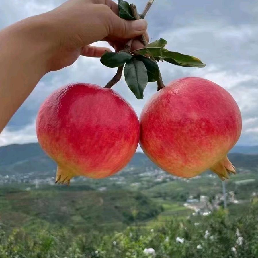 会理石榴店小二