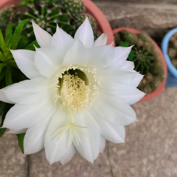 姽婳婉儿
