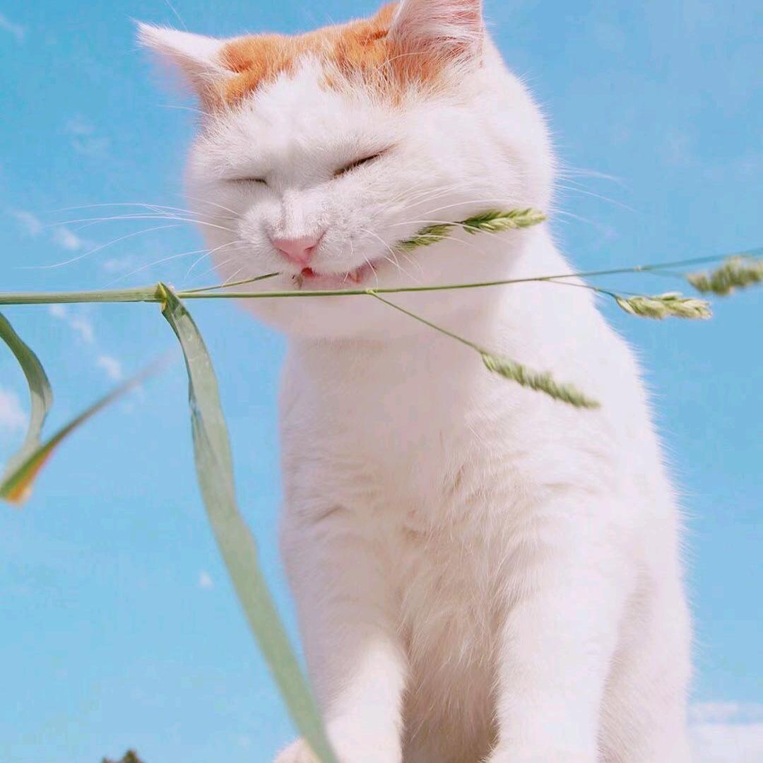 十三在卖猫/喜欢跑步（买🐱私聊）