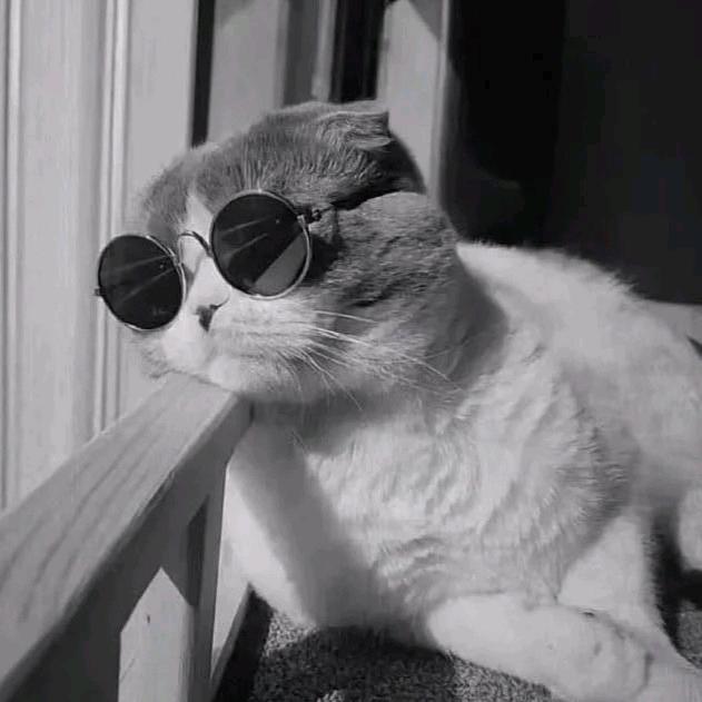 带墨镜的痞猫