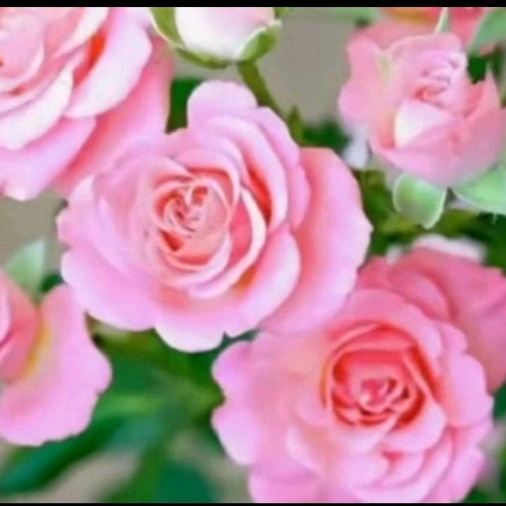 花开花落？，
