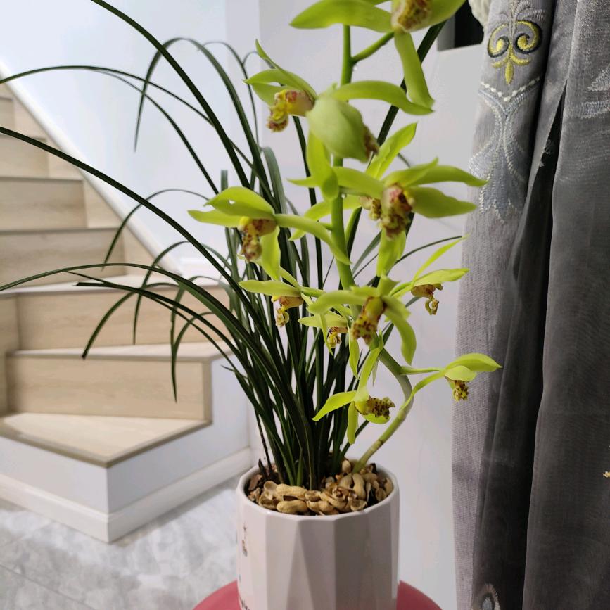 三姐蜂蜜小面包