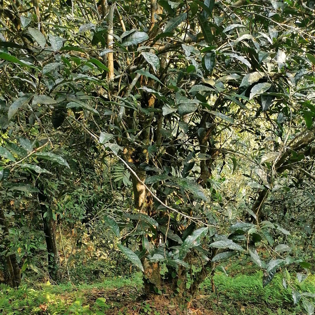 有福隐茶舍